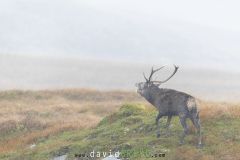 Cerf élaphe