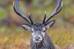Cerf élaphe