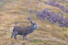 Cerf pendant le brame - Cervus elaphus