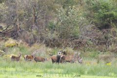 Cerf pendant le brame avec sa harde de biches  - Cervus elaphus