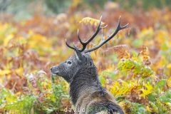Portrait de cerf dans les fougères automnales - Cervus elaphus