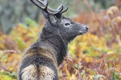 Portrait de cerf dans les fougères automnales - Cervus elaphus