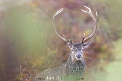Cerf dans les fougères pendant le brame - Cervus elaphus