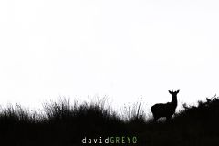 Cerf daguet à un bois en ombre chinoise  - Cervus elaphus