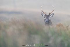 Jeune Cerf pendant le brame -dans la végétation - Cervus elaphus