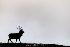 Cerf pendant le brame en ombre chinoise  - Cervus elaphus