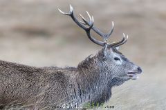Portrait de cerf - Cervus elaphus