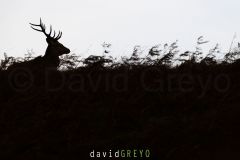 Cerf dans les fougères pendant le brame en ombre chinoise - Cervus elaphus