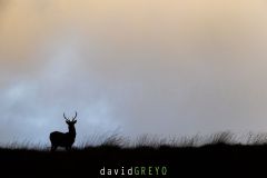 Cerf pendant le brame en ombre chinoise - Cervus elaphus