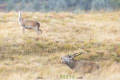 Cerf pendant le brame - Cervus elaphus