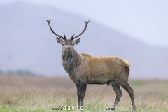 Cerf pendant le brame - Cervus elaphus