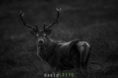 Cerf pendant le brame - Cervus elaphus