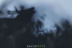 Portrait serré de Cerf pendant le brame - Cervus elaphus