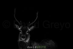 Cerf de nuit - Cervus elaphus