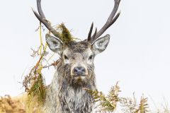 Portrait de cerf dans les fougères - Cervus elaphus