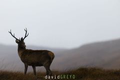 Cerf pendant le brame - Cervus elaphus