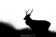 Cerf pendant le brame en ombre chinoise - Cervus elaphus