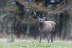 Cerf pendant le brame - Cervus elaphus