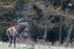 Cerf pendant le brame - Cervus elaphus
