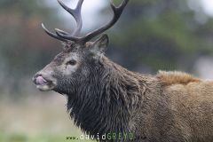 Portrait de Cerf pendant le brame, langue tirée  - Cervus elaphus