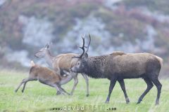 Cerf pendant le brame avec un faon en train de têter  - Cervus elaphus