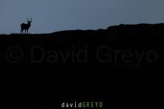 Cerf pendant le brame en ombre chinoise - Cervus elaphus