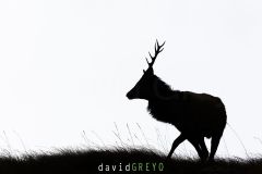 Cerf pendant le brame en ombre chinoise - Cervus elaphus