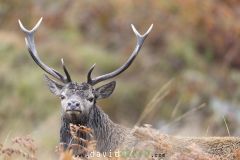 Portrait de Cerf pendant le brame - Cervus elaphus