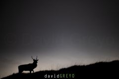 Cerf pendant le brame en ombre chinoise - Cervus elaphus