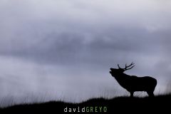Cerf pendant le brame en ombre chinoise - Cervus elaphus