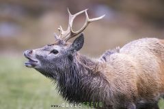 Jeune cerf cherchant les effluves pendant le brame - Cervus elaphus