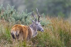 Cerf dans les joncs et les ajoncs - Cervus elaphus