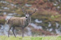 Cerf élaphe en train de bramer sous la pluie - Cervus elaphus