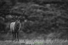 Cerf dans un pré - Cervus elaphus