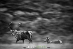 Cerf en filé - Cervus elaphus