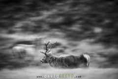 Cerf en filé - Cervus elaphus