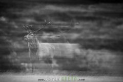 Cerf en filé - Cervus elaphus