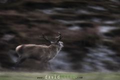 Cerf en filé - Cervus elaphus