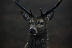 Cerf élaphe