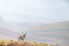 Cerf élaphe