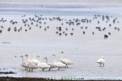 Cygne chanteur
