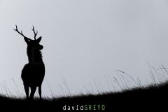 O7A7618