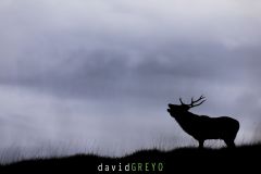 O7A7907