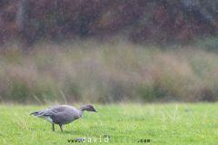 Oie à bec court - Anser brachyrhynchus