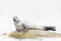 Phoque gris