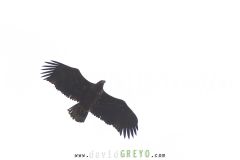 Pygargue à queue blanche