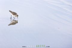 Bécasseau minute ; Little Stint