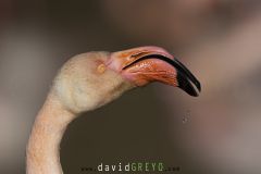 Flamant rose ; Greater flamingo