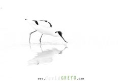 Avocette-elegante_O7A2310