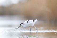 Avocette-elegante_O7A2600